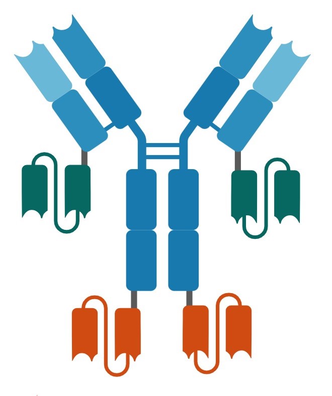 Antibody Formats 12 Antibody Formats 12