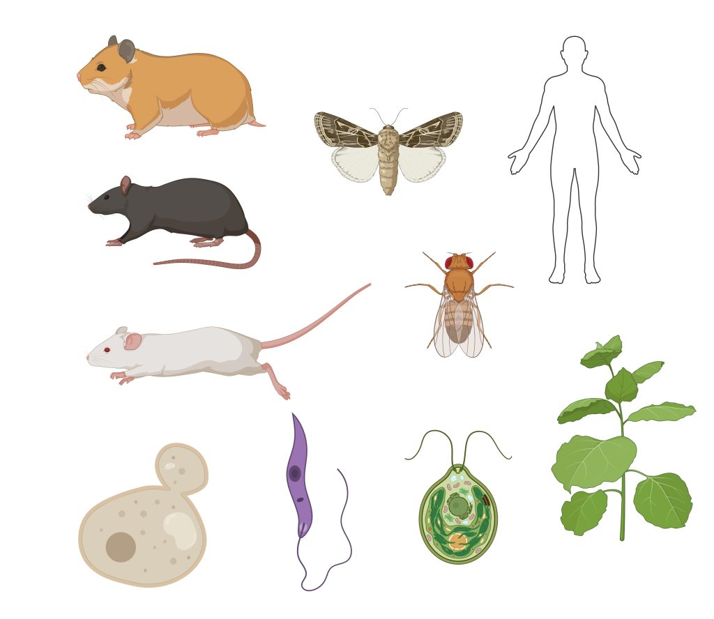 species codon optimization 2 species codon optimization 2