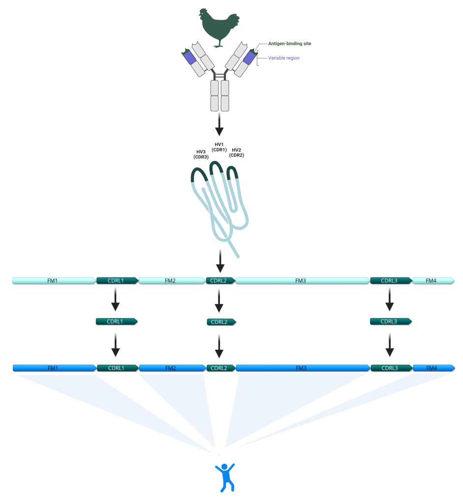 9Bio figure humanization 1 9Bio figure humanization 1