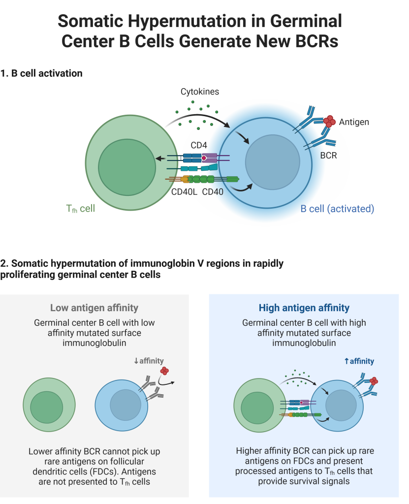 Affinity maturation1 Affinity maturation1