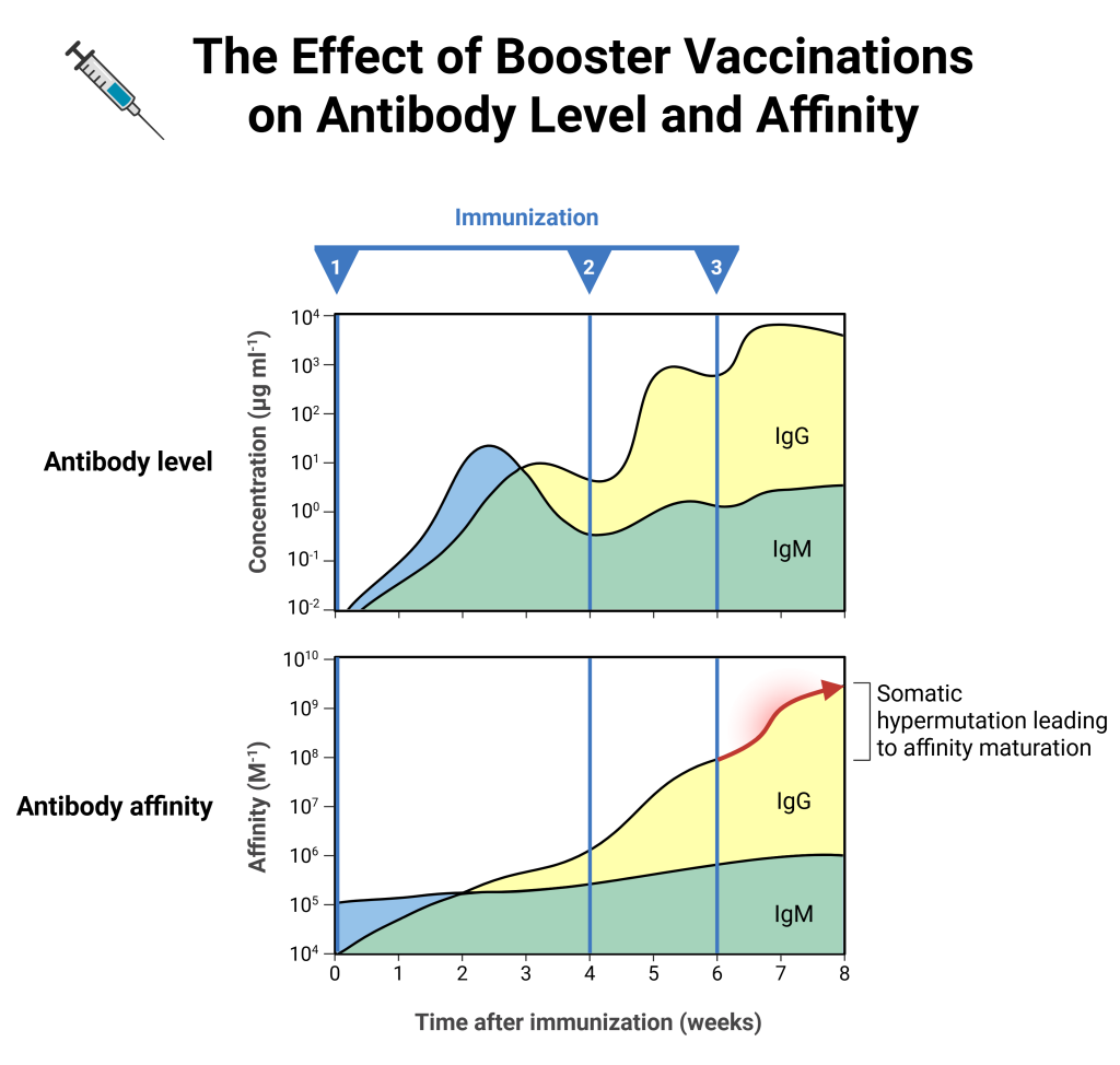 Affinity maturation2 Affinity maturation2