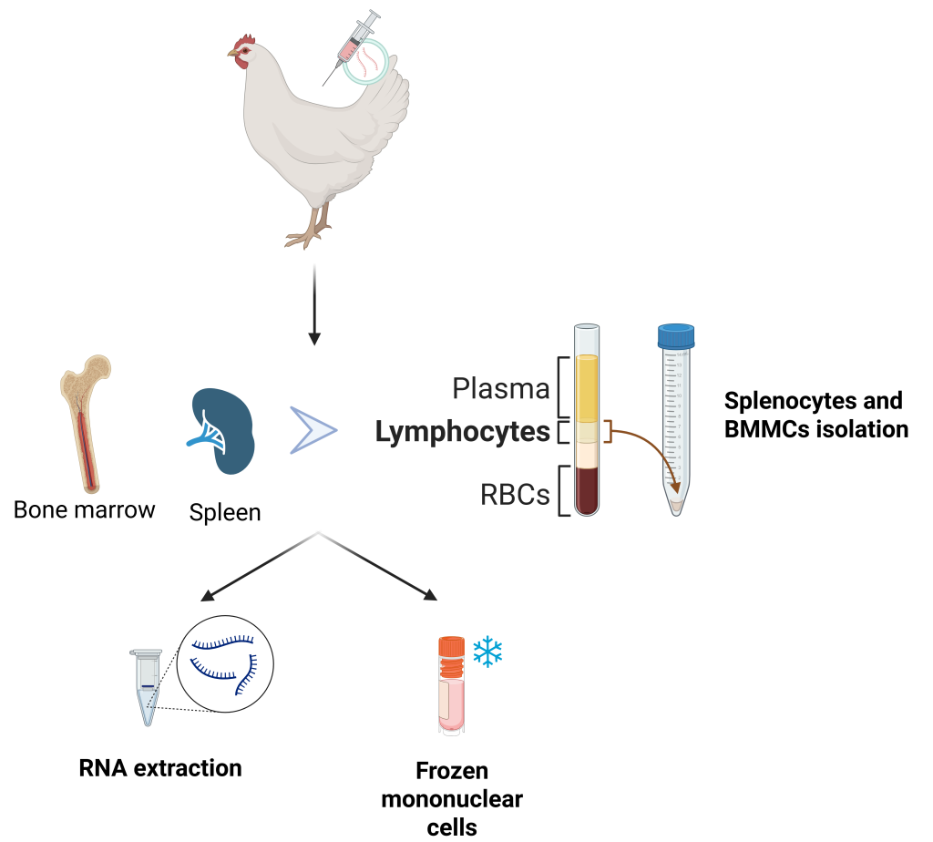 Chicken pipeline 1 Chicken pipeline 1