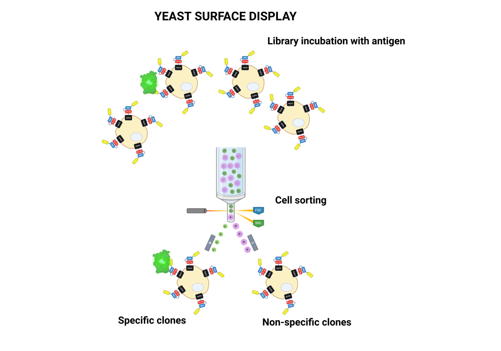 LT YEAST SURFACE DISPLAY LT YEAST SURFACE DISPLAY