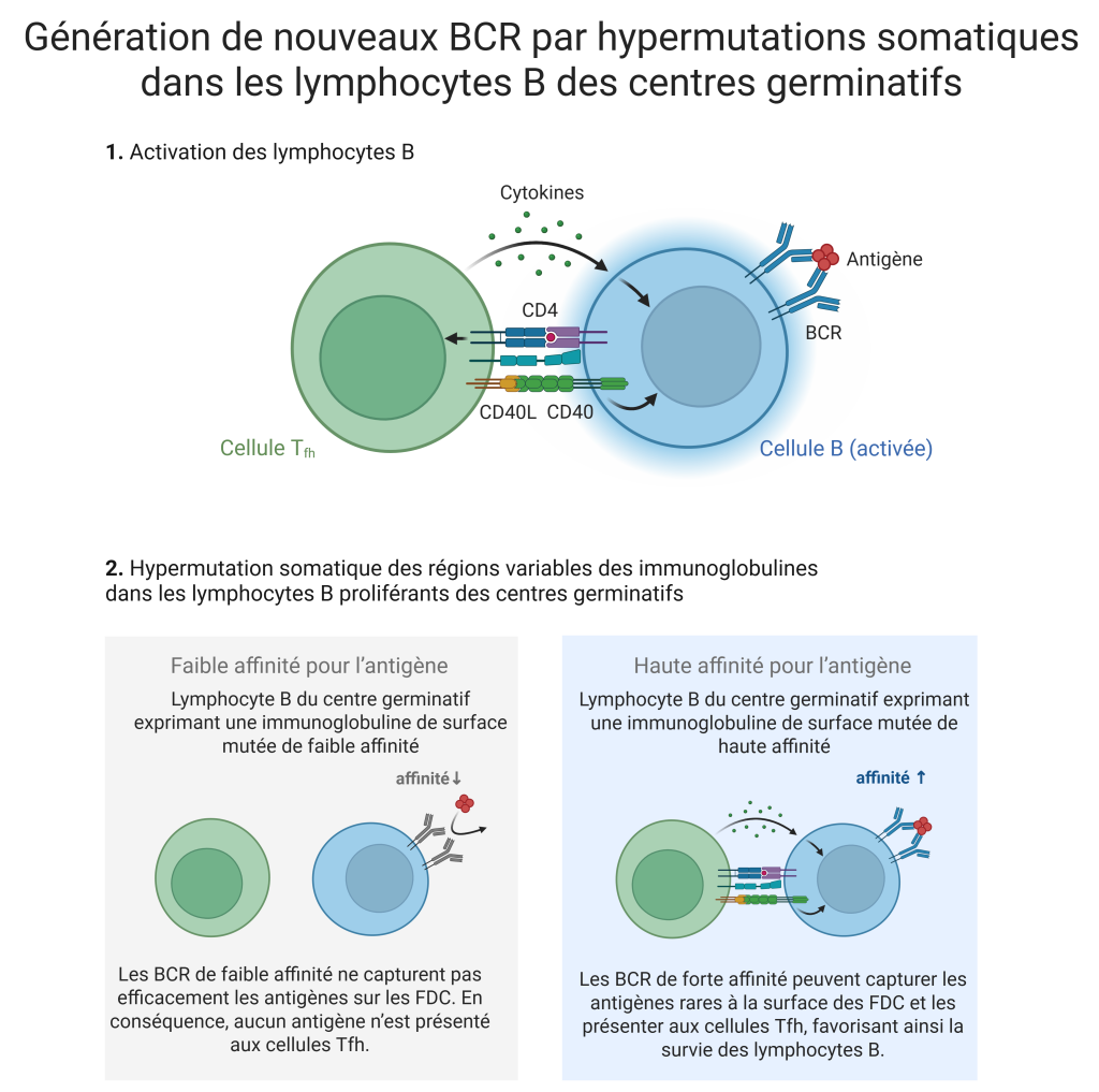 Maturation affinite FR 2 Maturation affinite FR 2