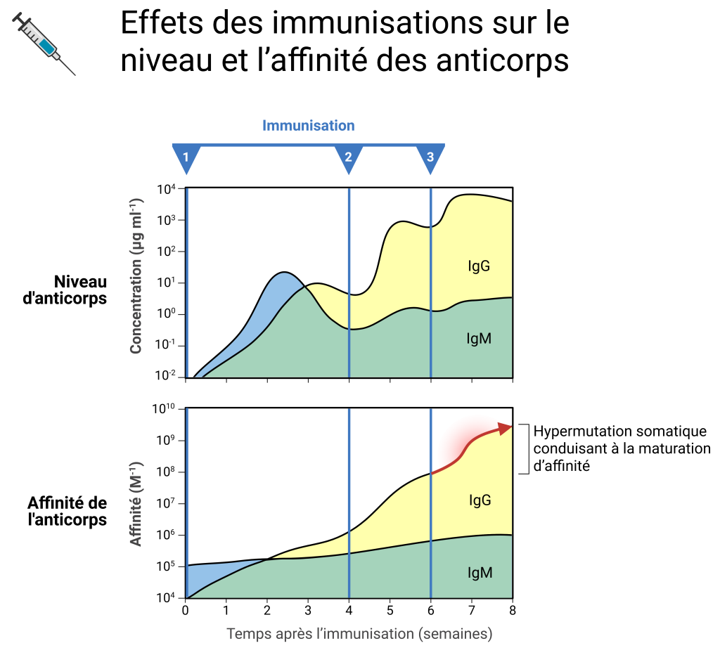 Maturation affinite FR 3 Maturation affinite FR 3