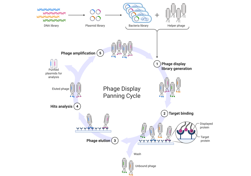 Phage display Phage display