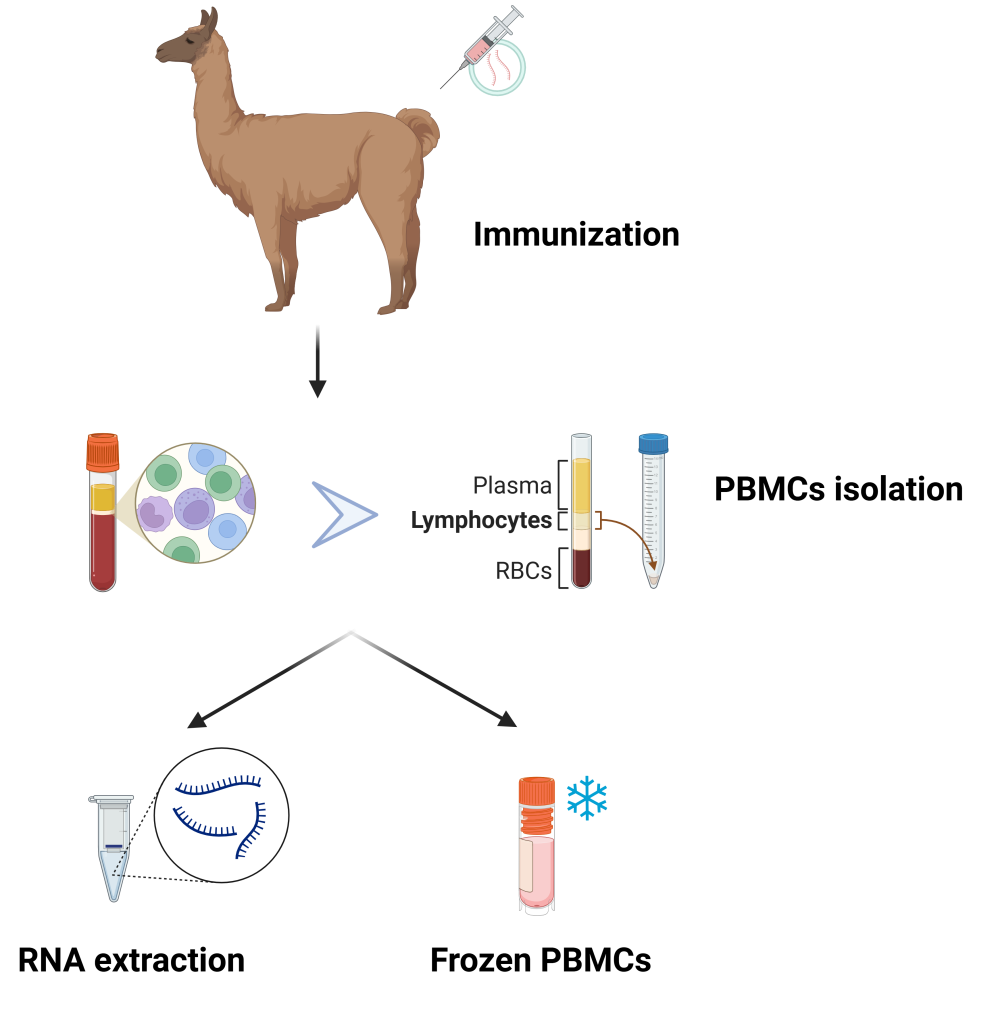 alpaca pipeline alpaca pipeline