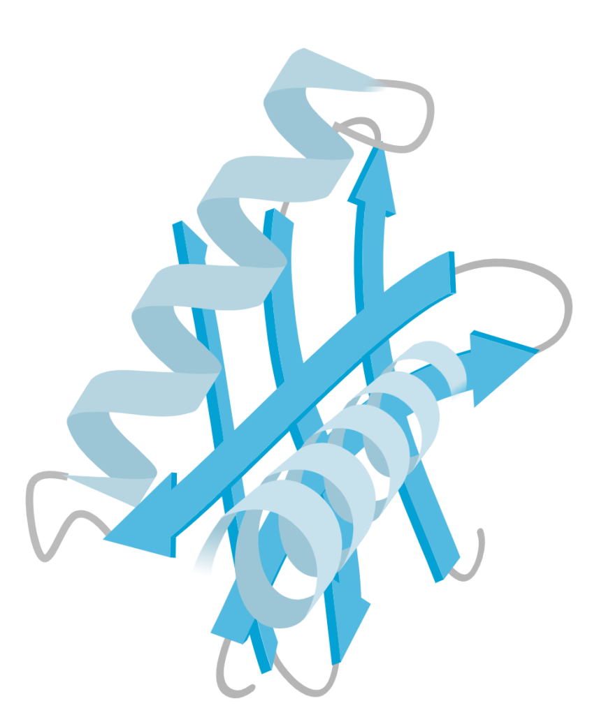 protein protein